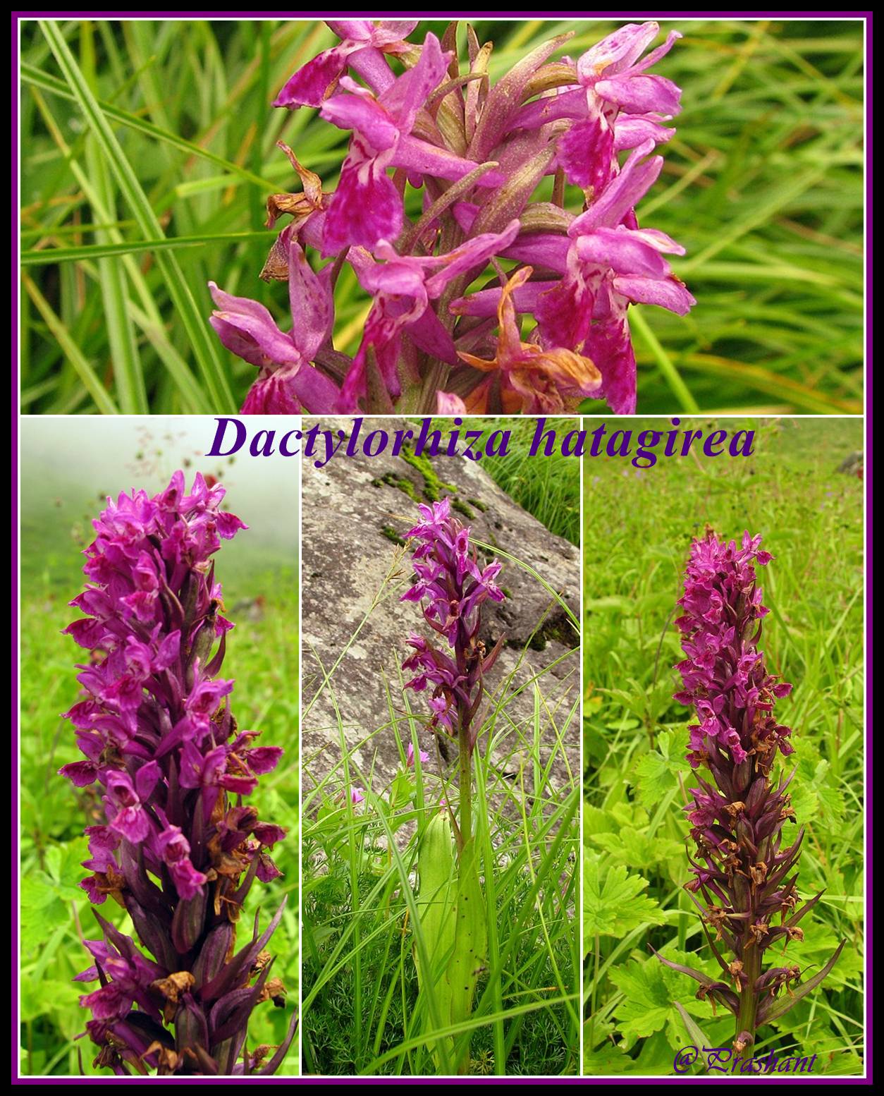 Dactylorhiza hatagirea – eFlora of India